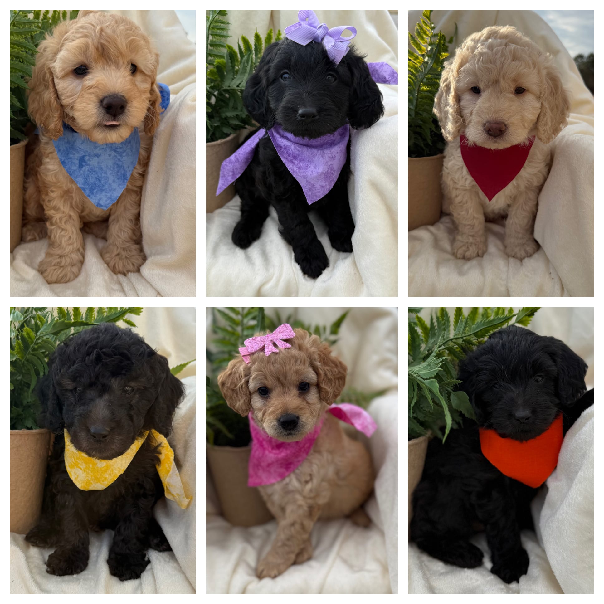 PETITE GOLDENDOODLE PUPPIES (GO HOME 3/6/26)