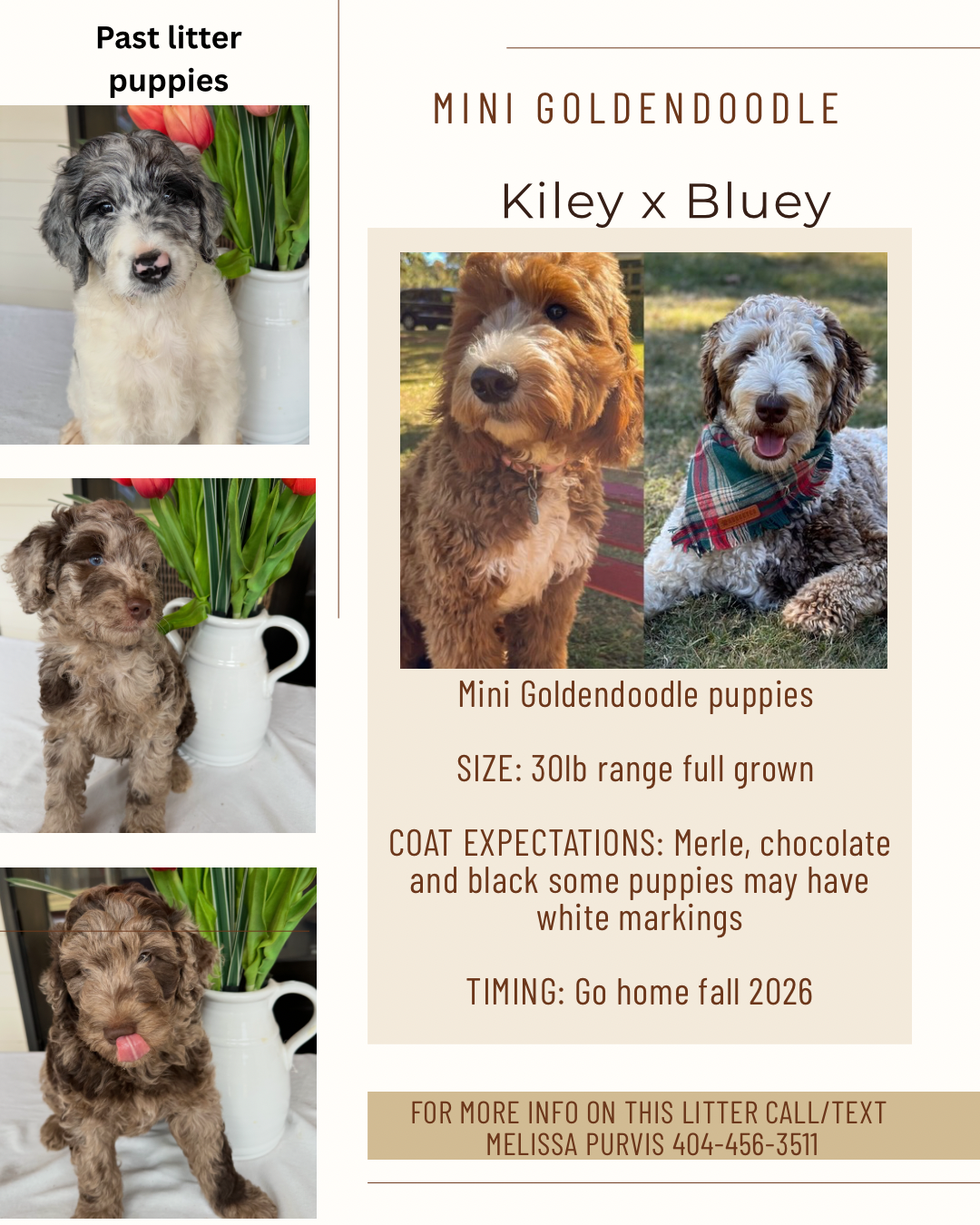 Kiley and Bluey's mini goldendoodle puppies (GO HOME FALL 2026)