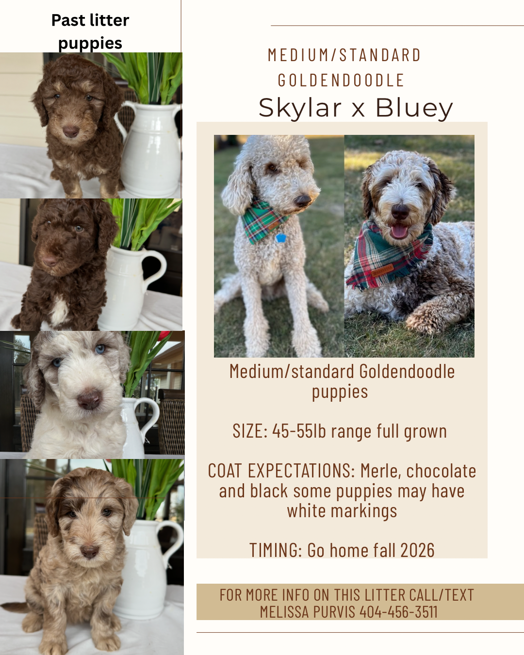 Skylar and Bluey's medium/standard puppies (Go home fall 2026)