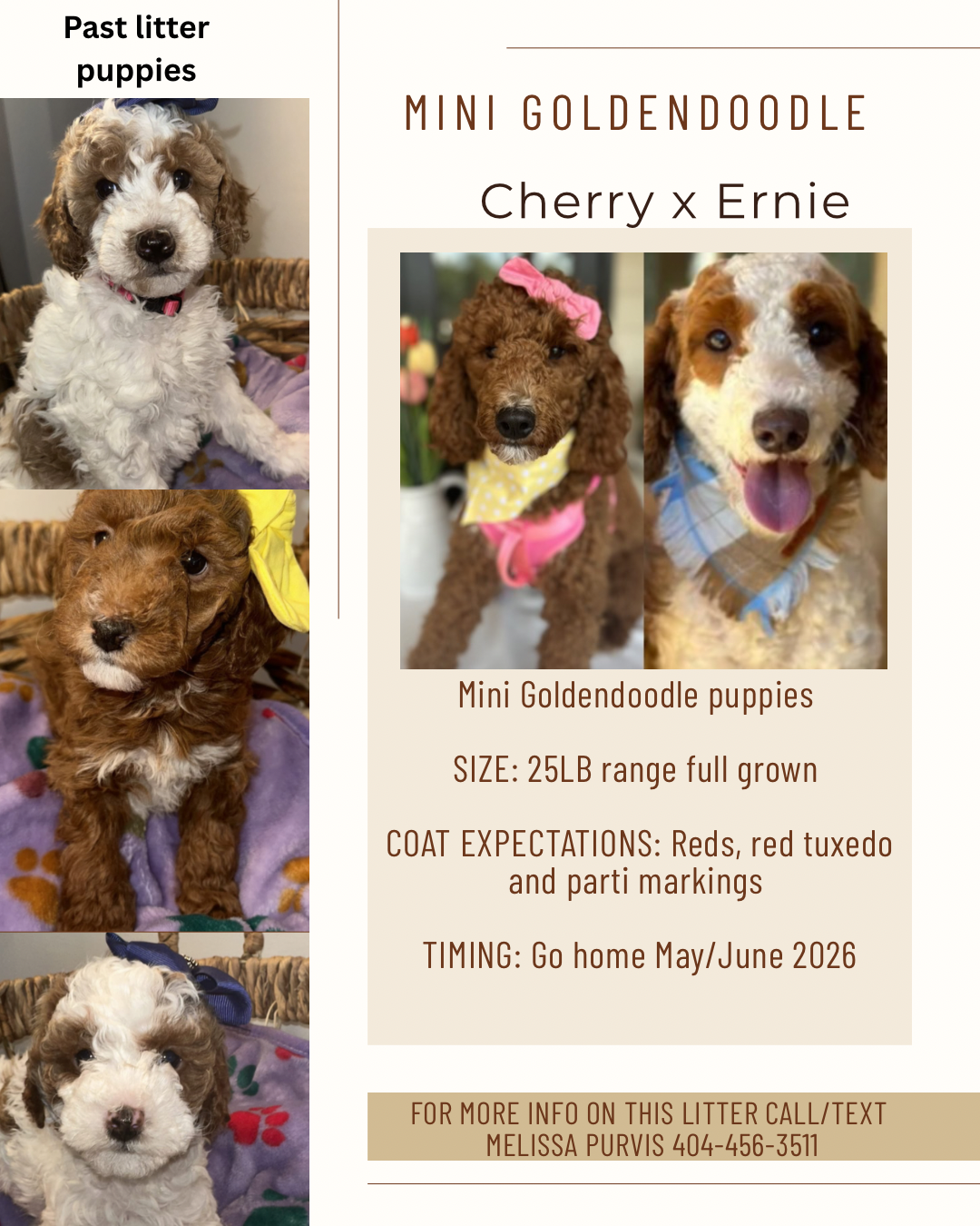Cherry and Ernie's mini goldendoodle puppies (GO HOME MAY/JUNE 2026)