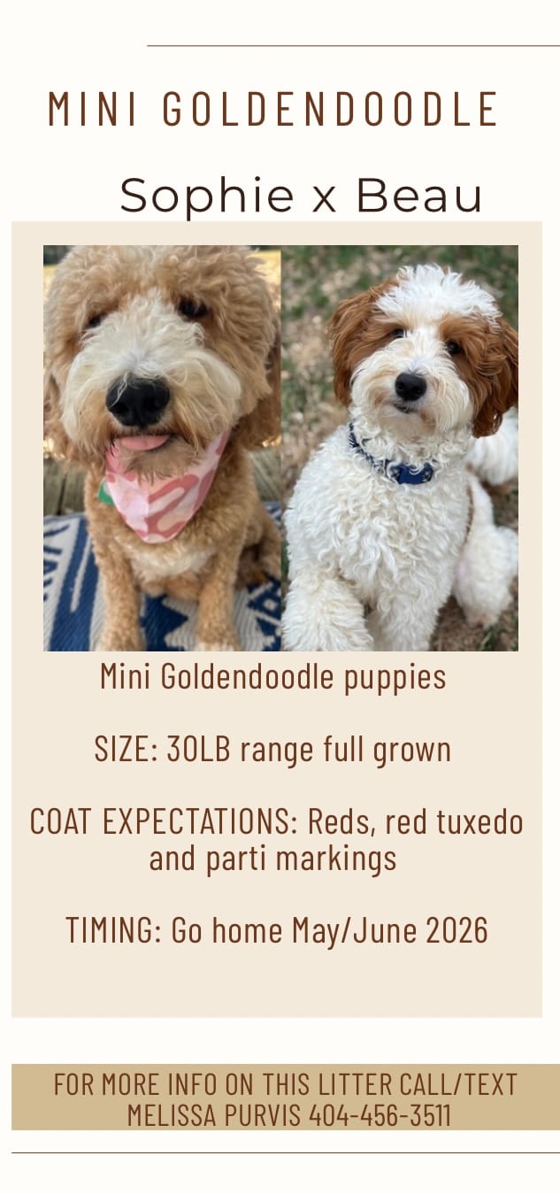 Sophie and Beau's mini goldendoodle puppies (GO HOME MAY/JUNE 2026)
