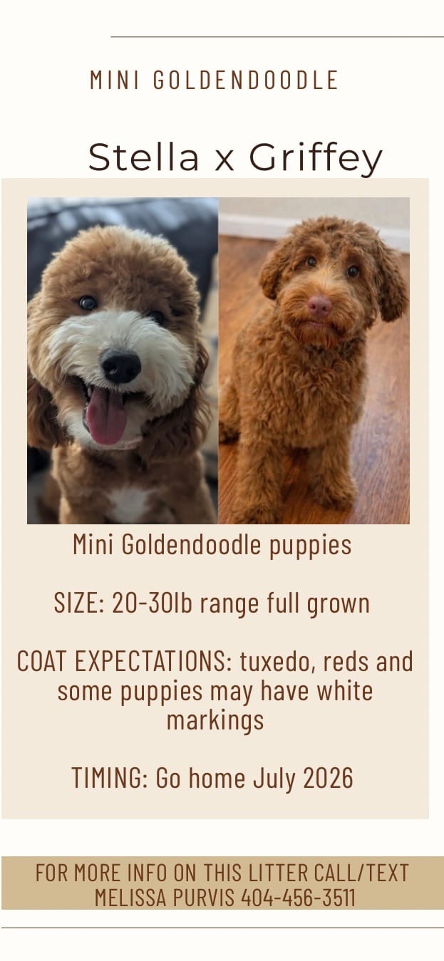 Stella and Griffey's mini goldendoodle puppies (go home July 2026)
