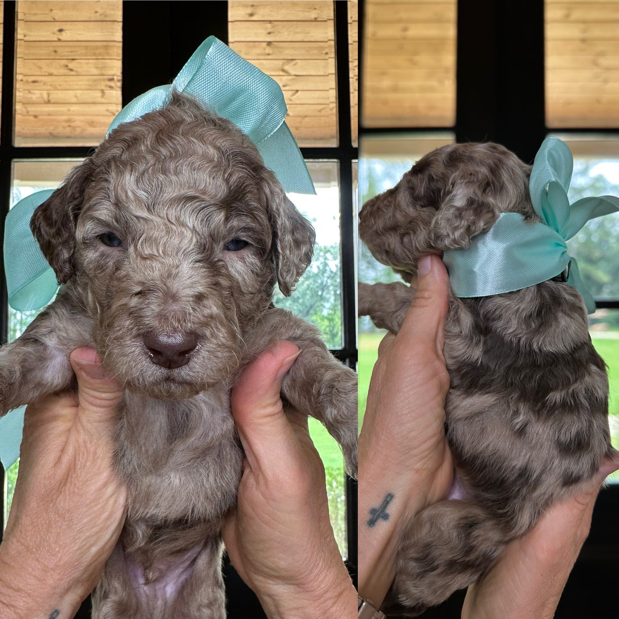 Bella's hunter green collar MALE medium goldendoodle go home June 30, 2026