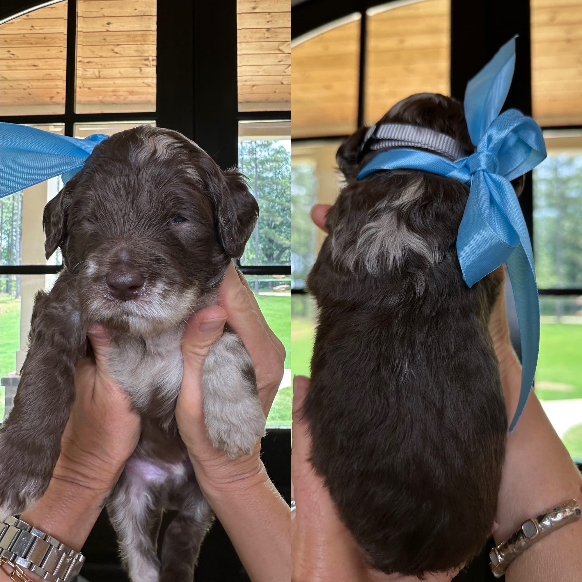 Bella's merle MALE medium goldendoodle go home June 30,  2026