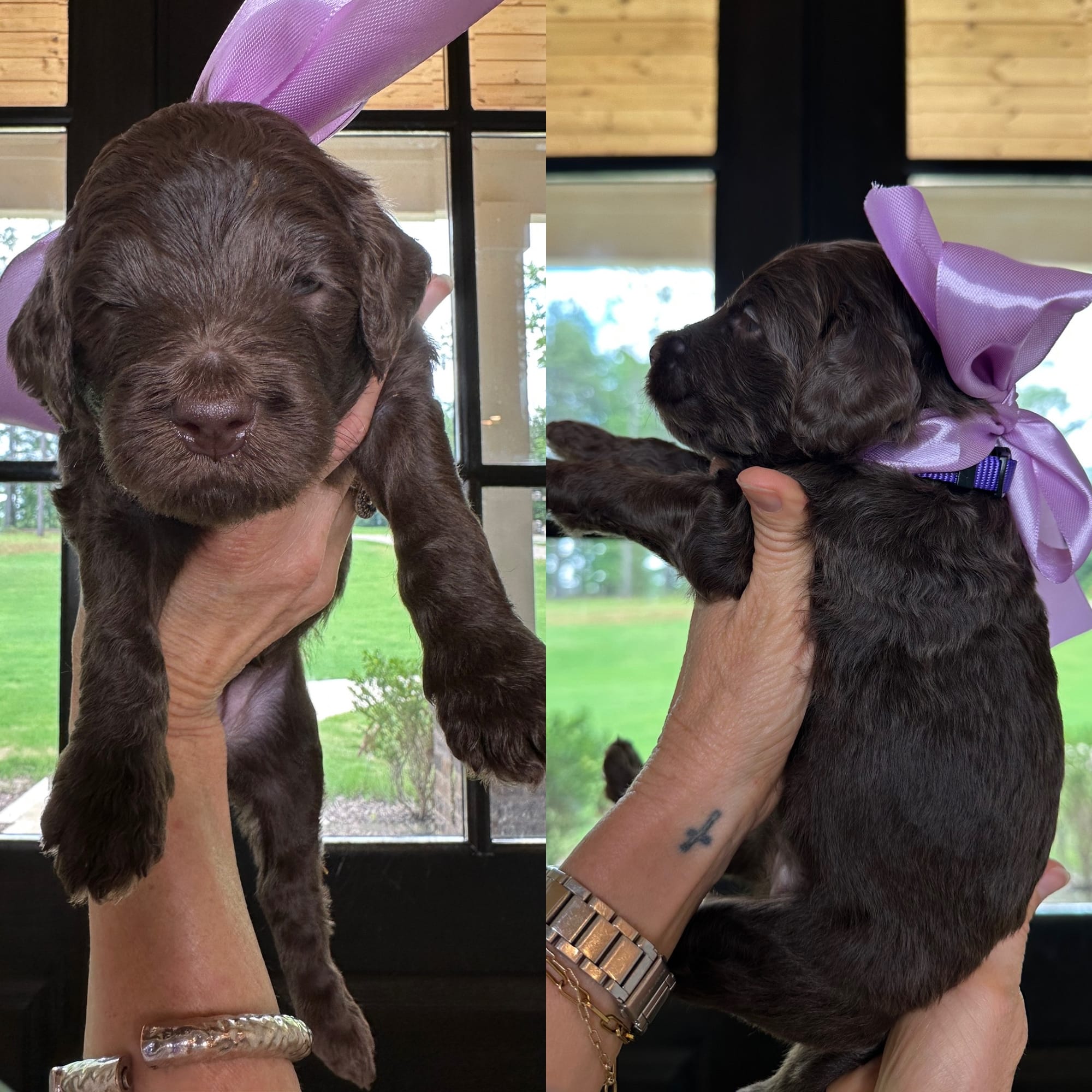 RESERVED Bella's purple collar FEMALE medium goldendoodle go home June 30, 2026