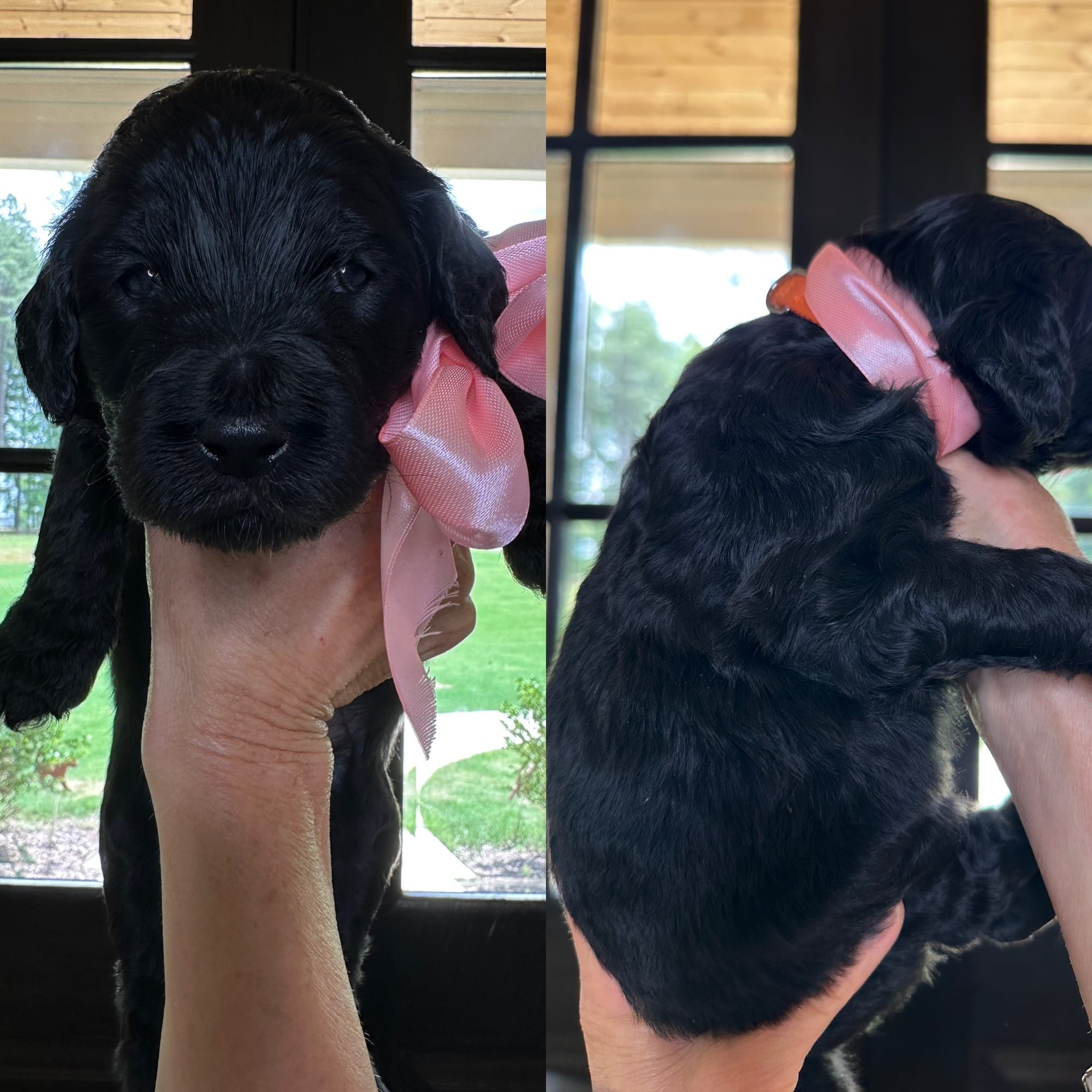Bella's orange collar FEMALE medium goldendoodle go home June 30,  2026