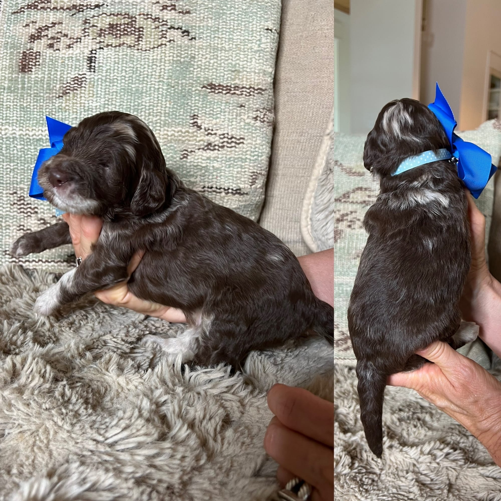 Bella's merle MALE medium goldendoodle go home June 30,  2026