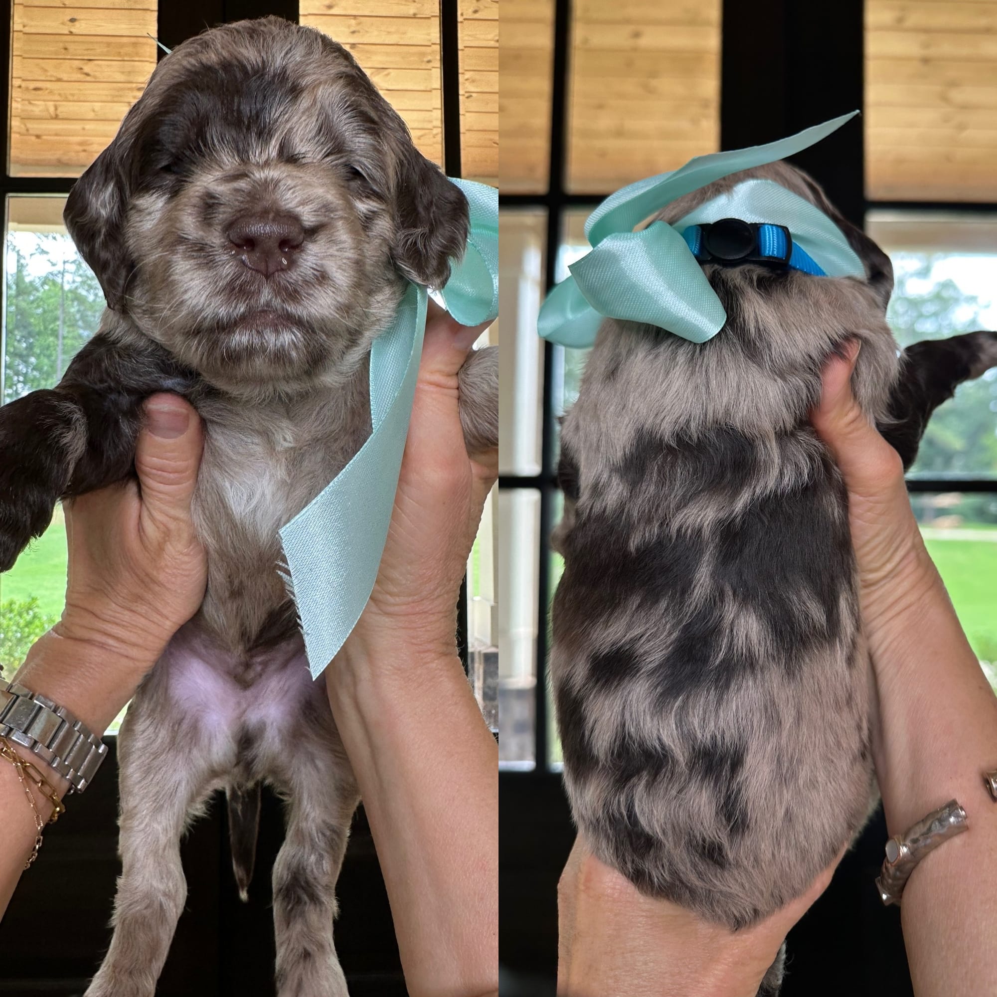 RESERVED Bella's merle MALE medium goldendoodle go home June 30, 2026
