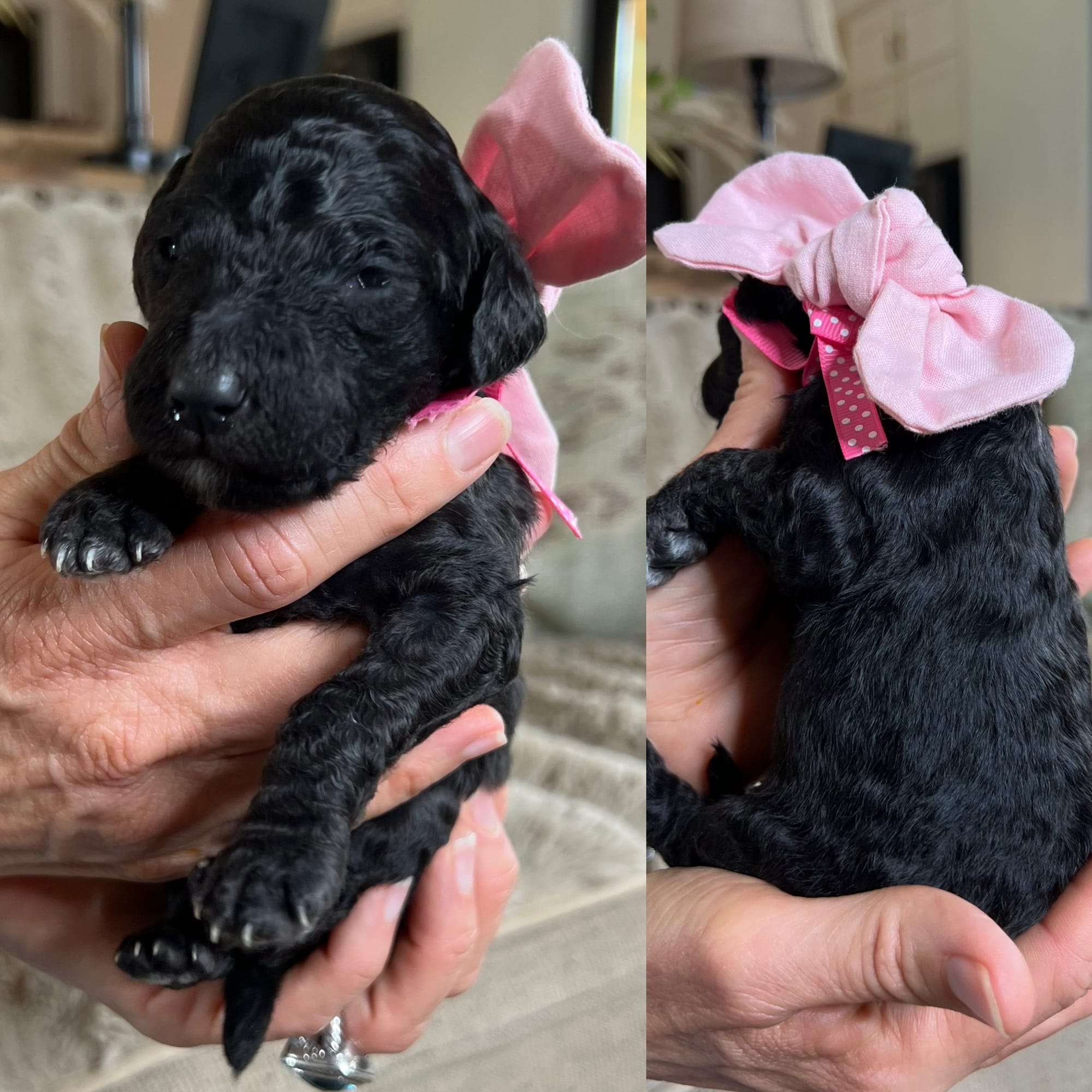 Bella's black FEMALE medium goldendoodle go home June 2026