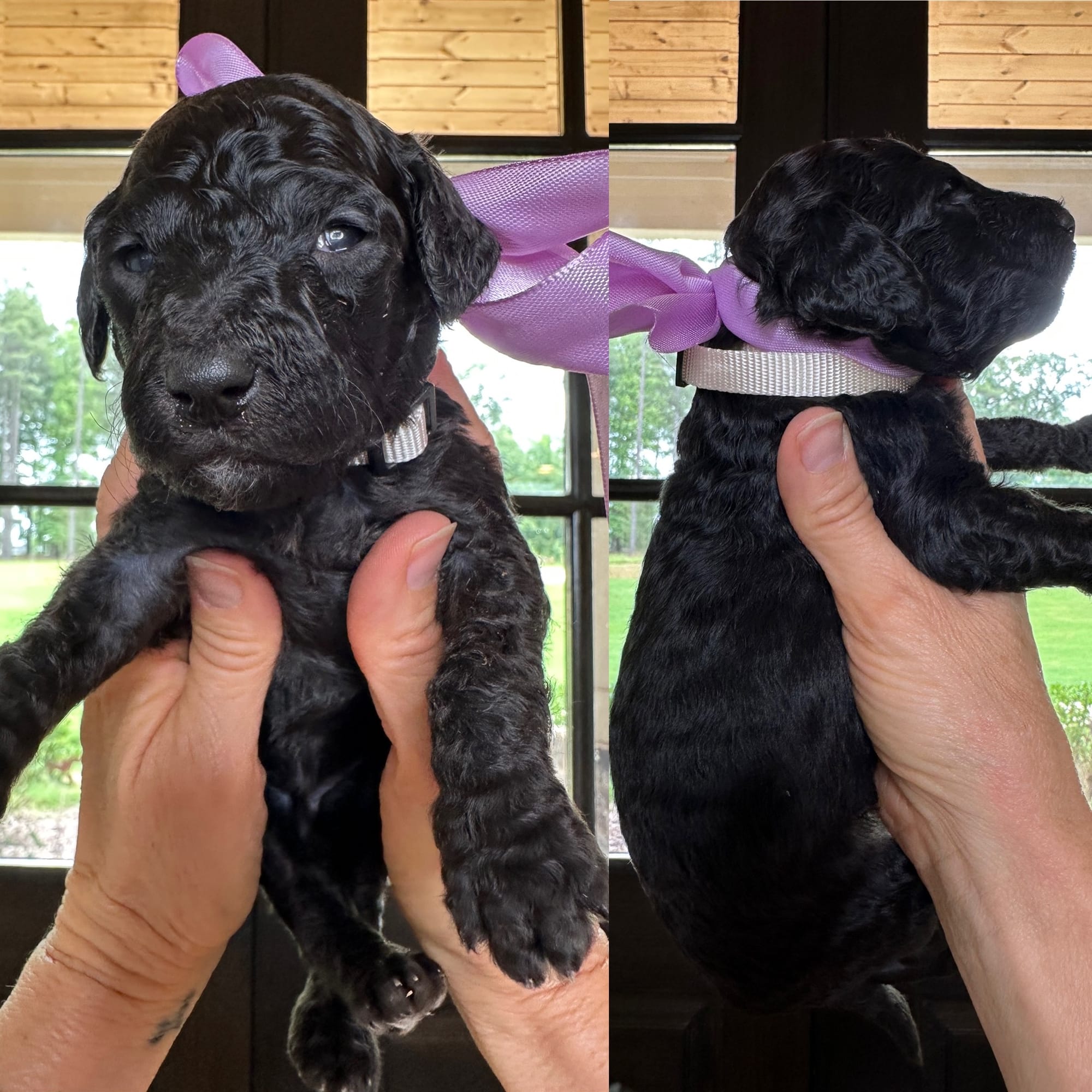 Bella's white collar FEMALE medium goldendoodle go home June 30, 2026