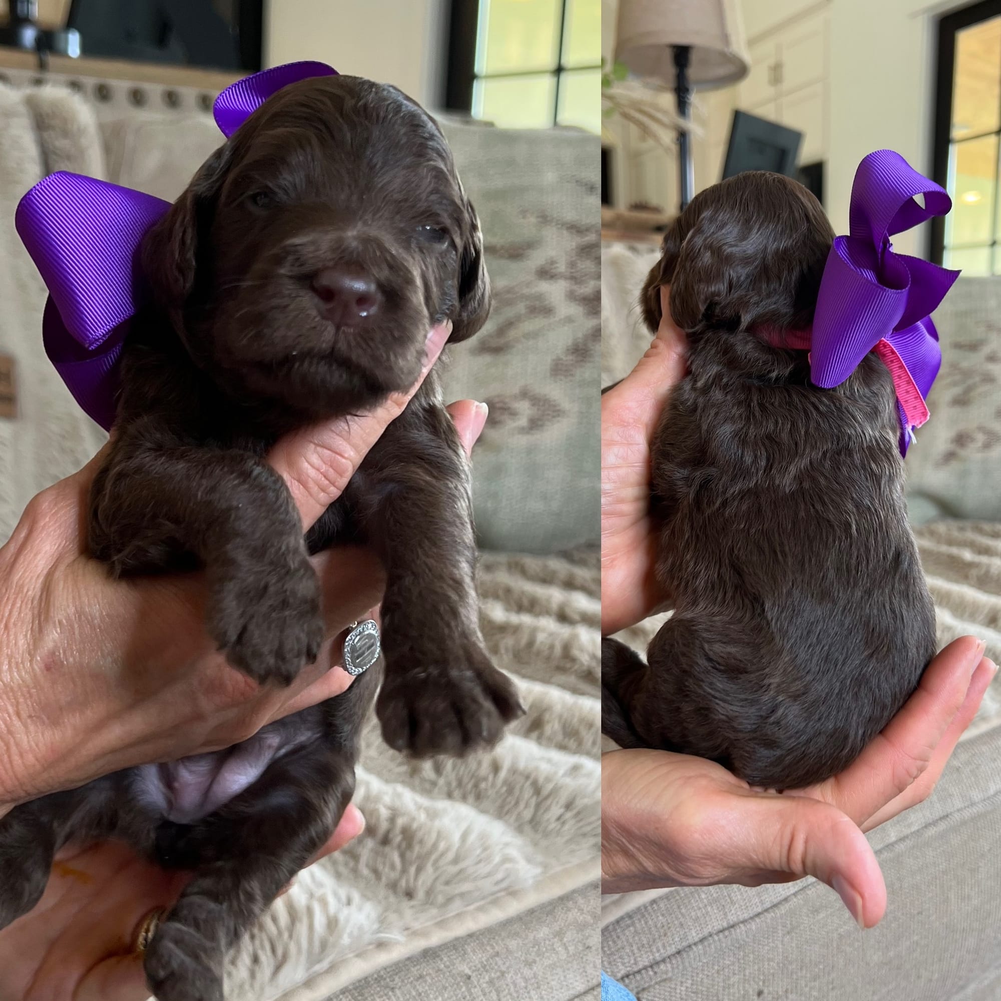 Bella's dark chocolate FEMALE medium goldendoodle go home June 2026