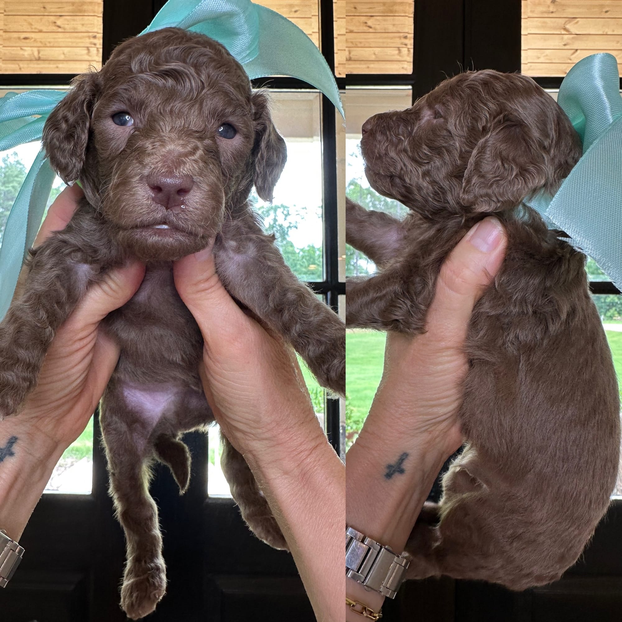 Bella's lime green collar MALE medium goldendoodle go home June 30, 2026