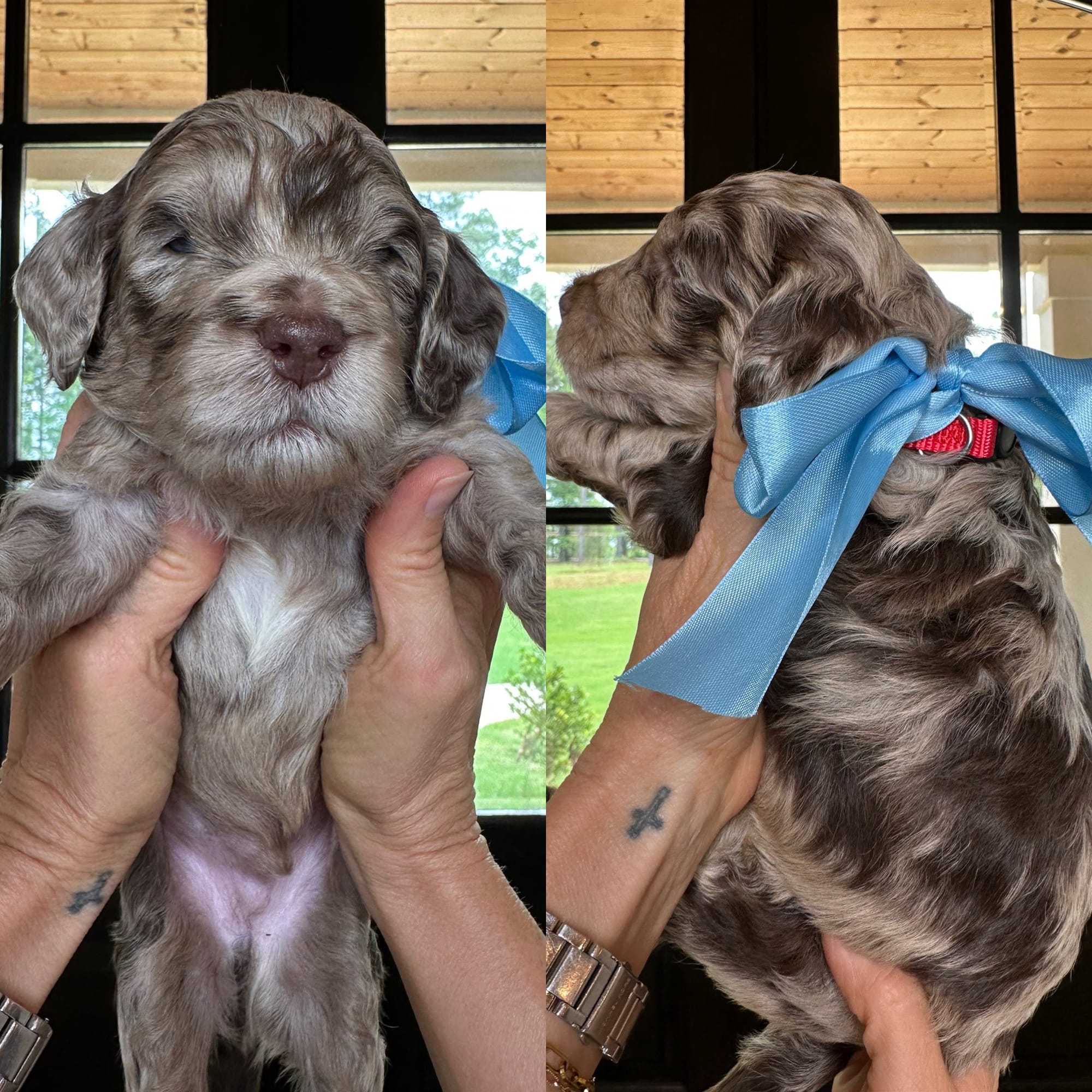 Bella's red collar MALE medium goldendoodle go home June 30, 2026