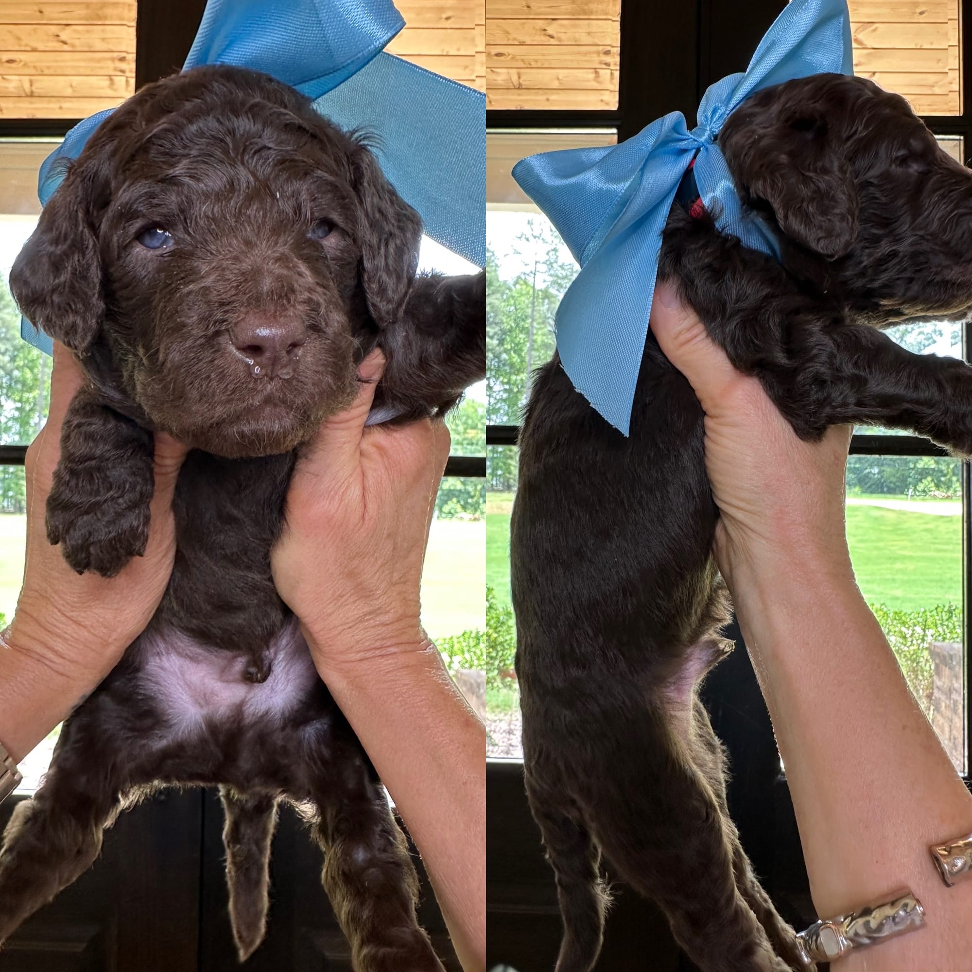 Bella's dark chocolate red collar MALE medium goldendoodle go home June 30, 2026
