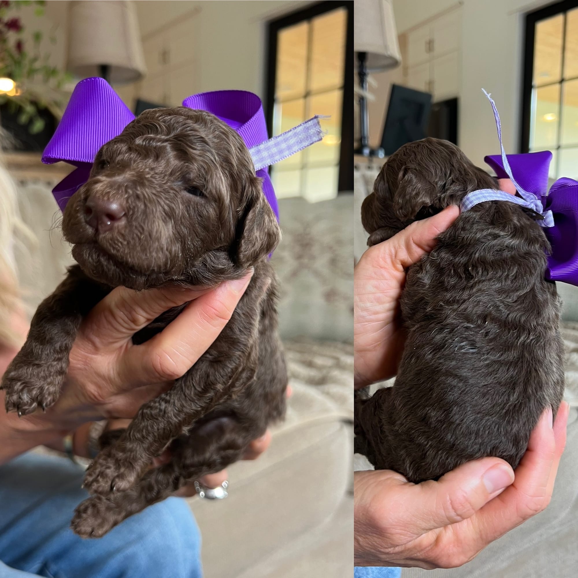 Bella's dark chocolate FEMALE medium goldendoodle go home June 2026