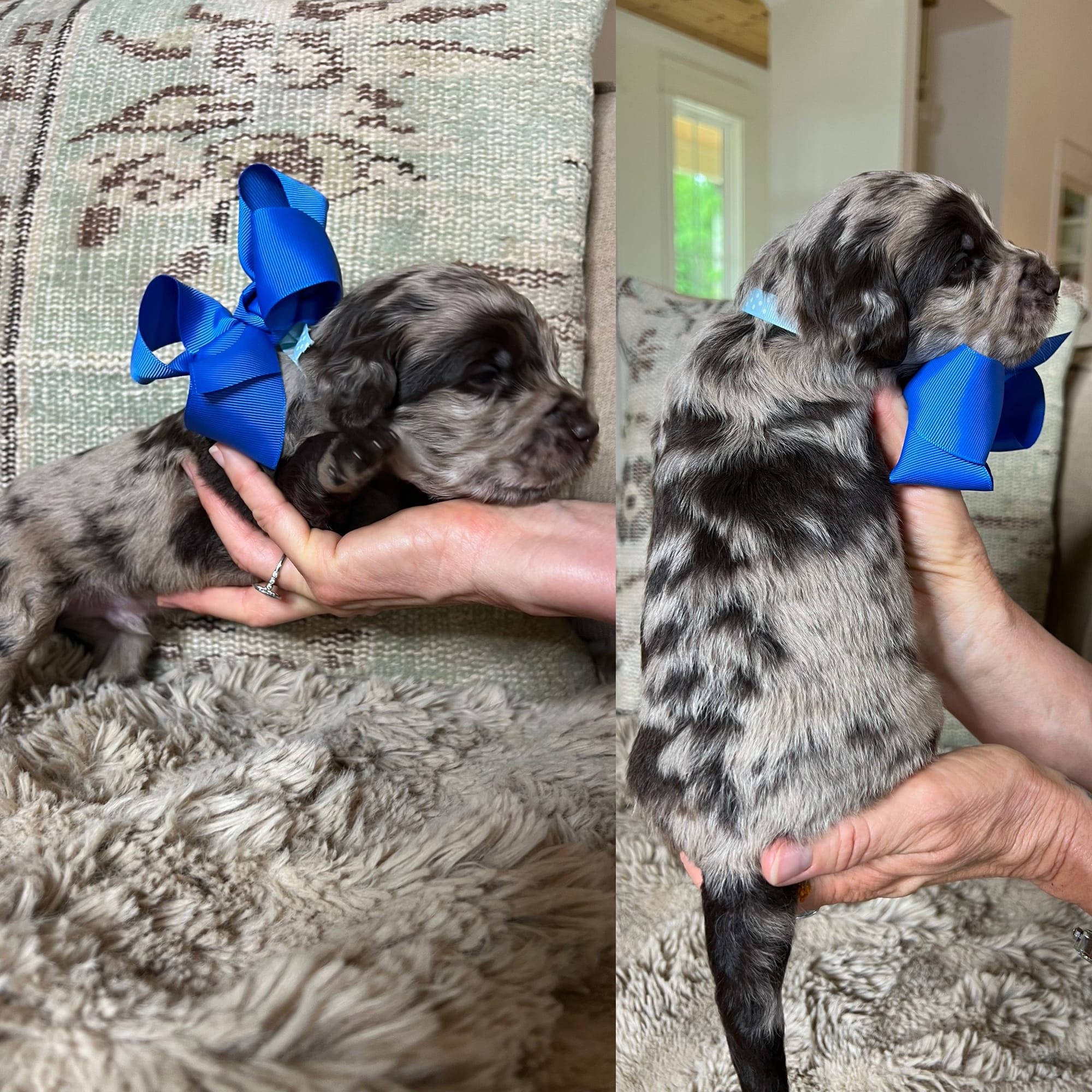 Bella's merle MALE medium goldendoodle go home June 2026