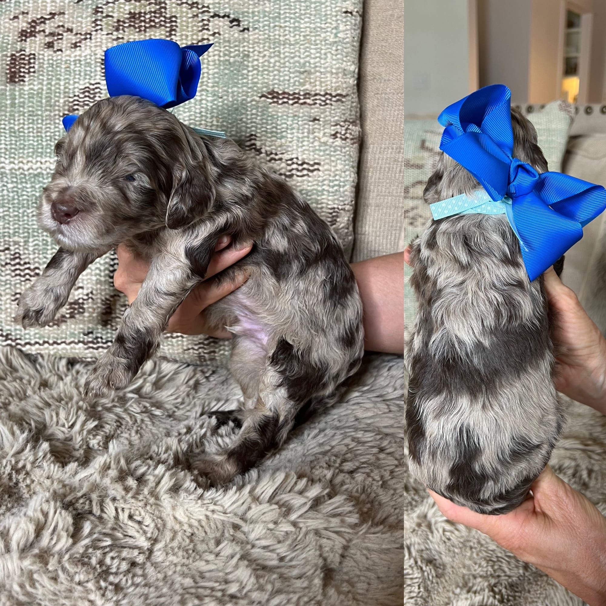 Bella's merle MALE medium goldendoodle go home June 2026