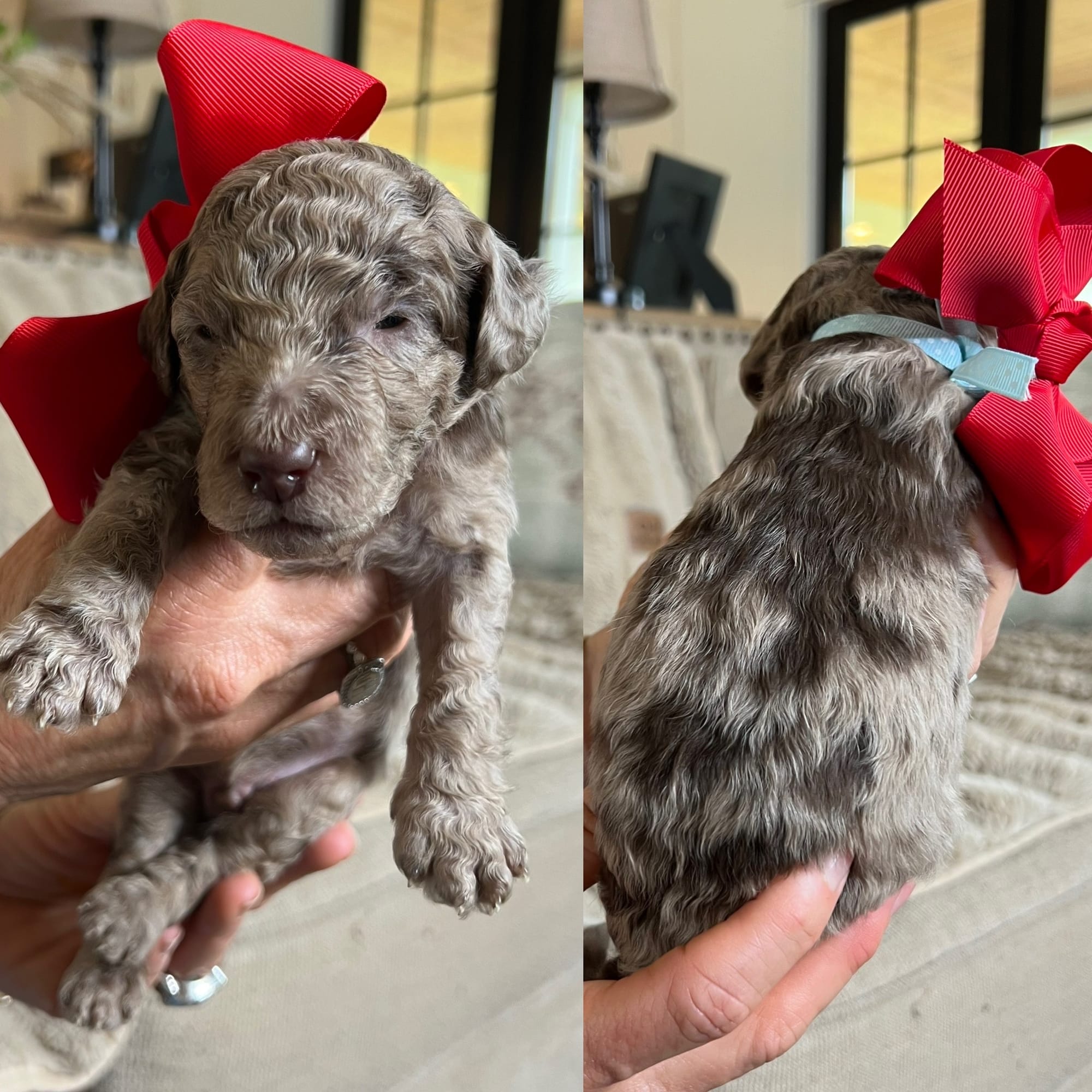 Bella's merle MALE medium goldendoodle go home June 2026