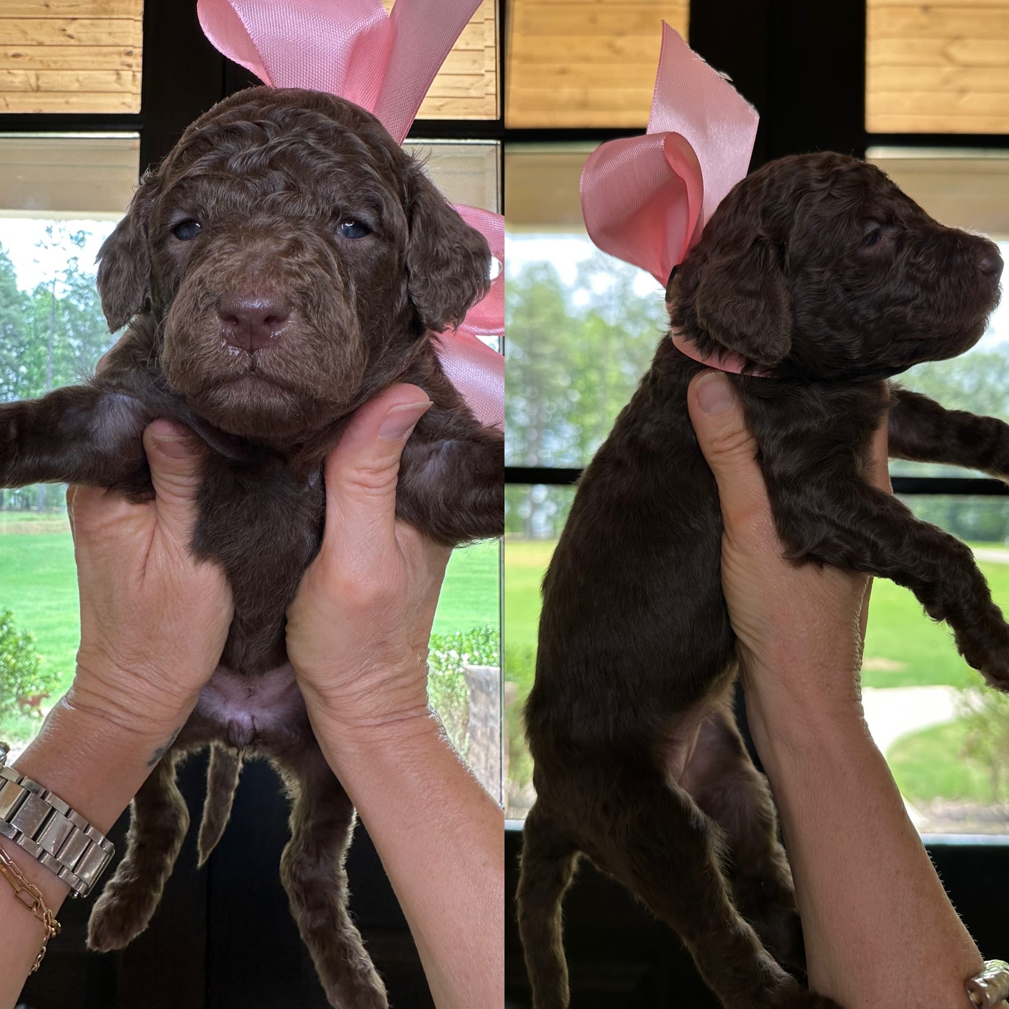 Bella's pink collar FEMALE medium goldendoodle go home June 30, 2026