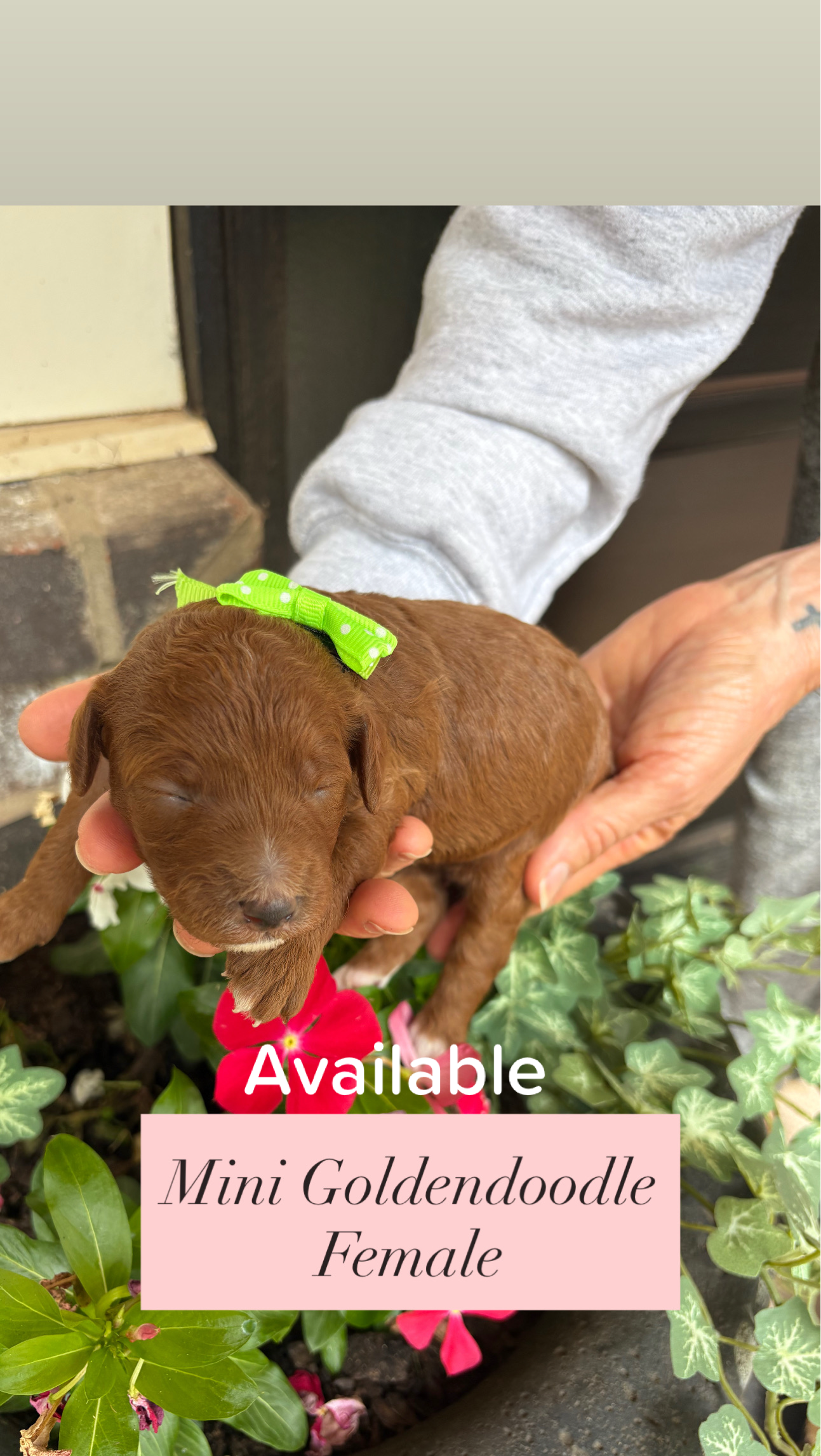 Cherry's FEMALE mini goldendoodle lime green collar