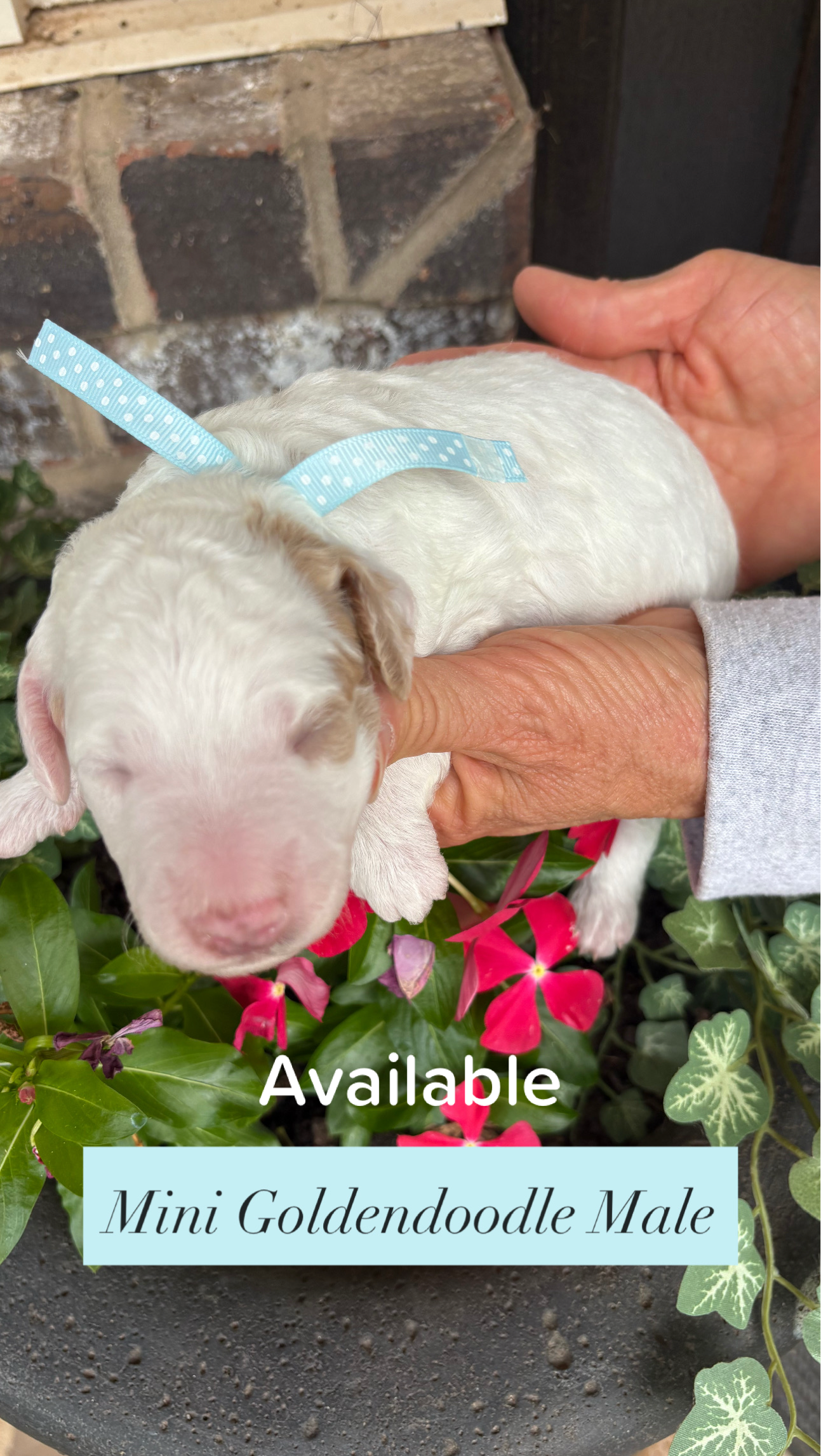 Cherry's MALE 1 mini goldendoodle