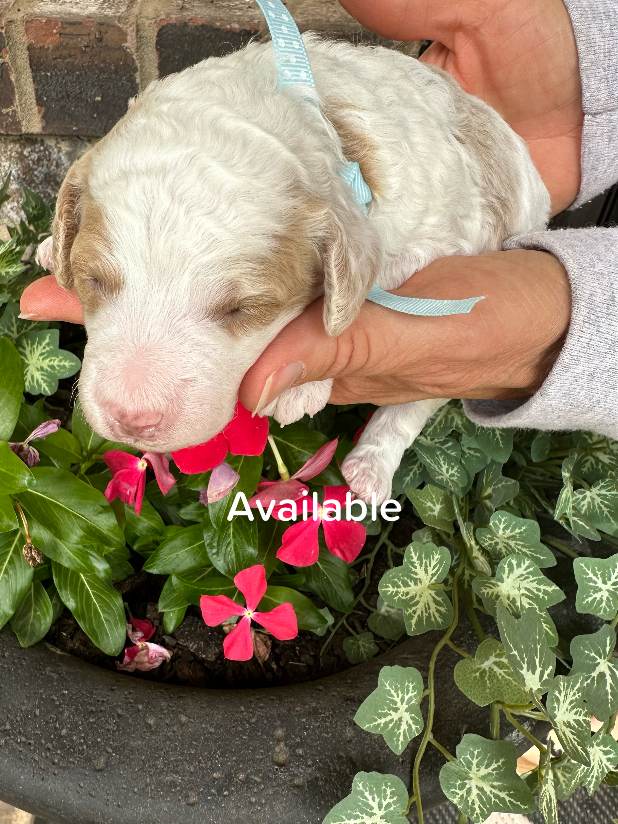 Cherry's MALE 2 mini goldendoodle