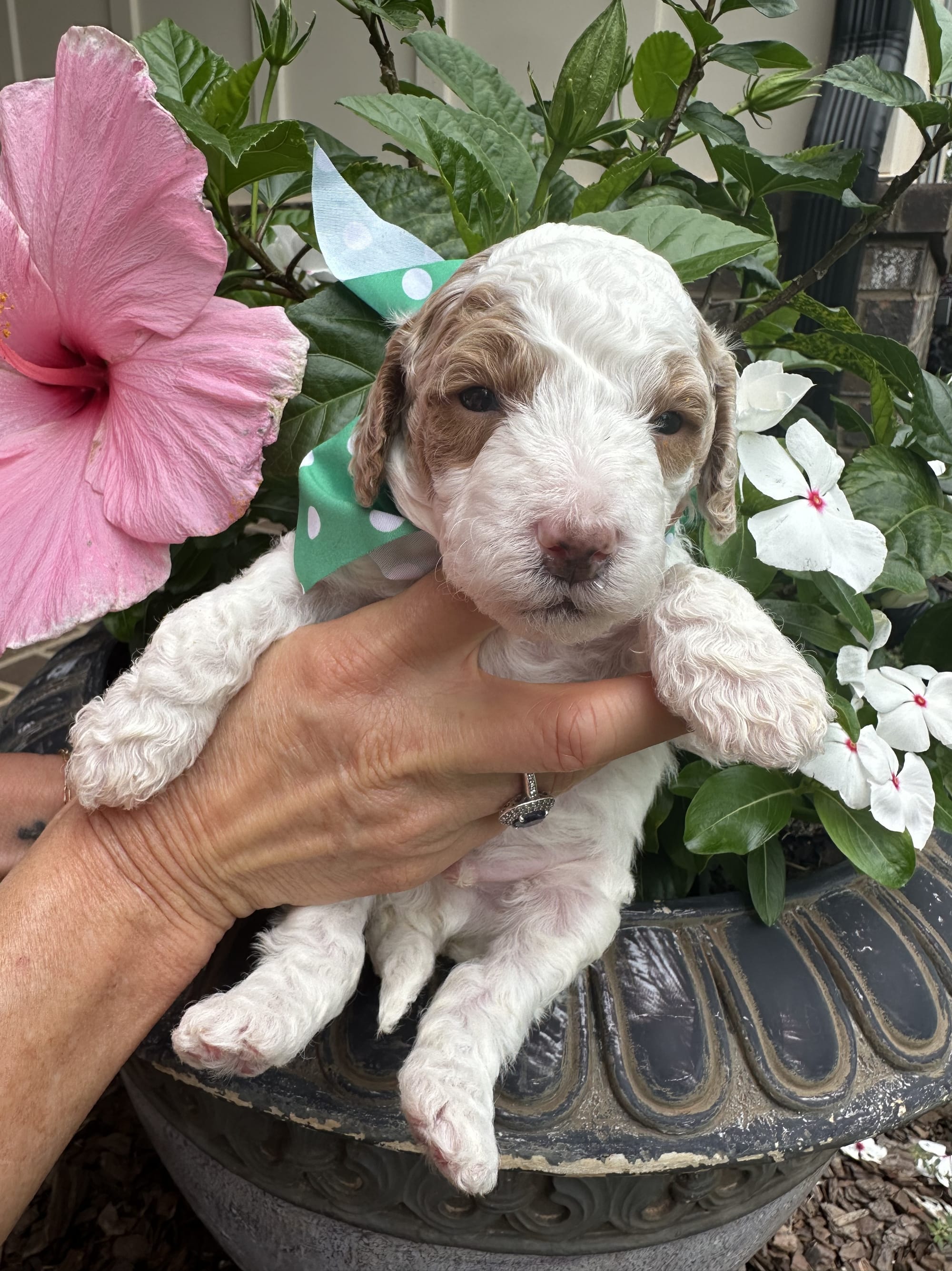 Cherry's MALE GREEN mini goldendoodle go home June 30, 2026