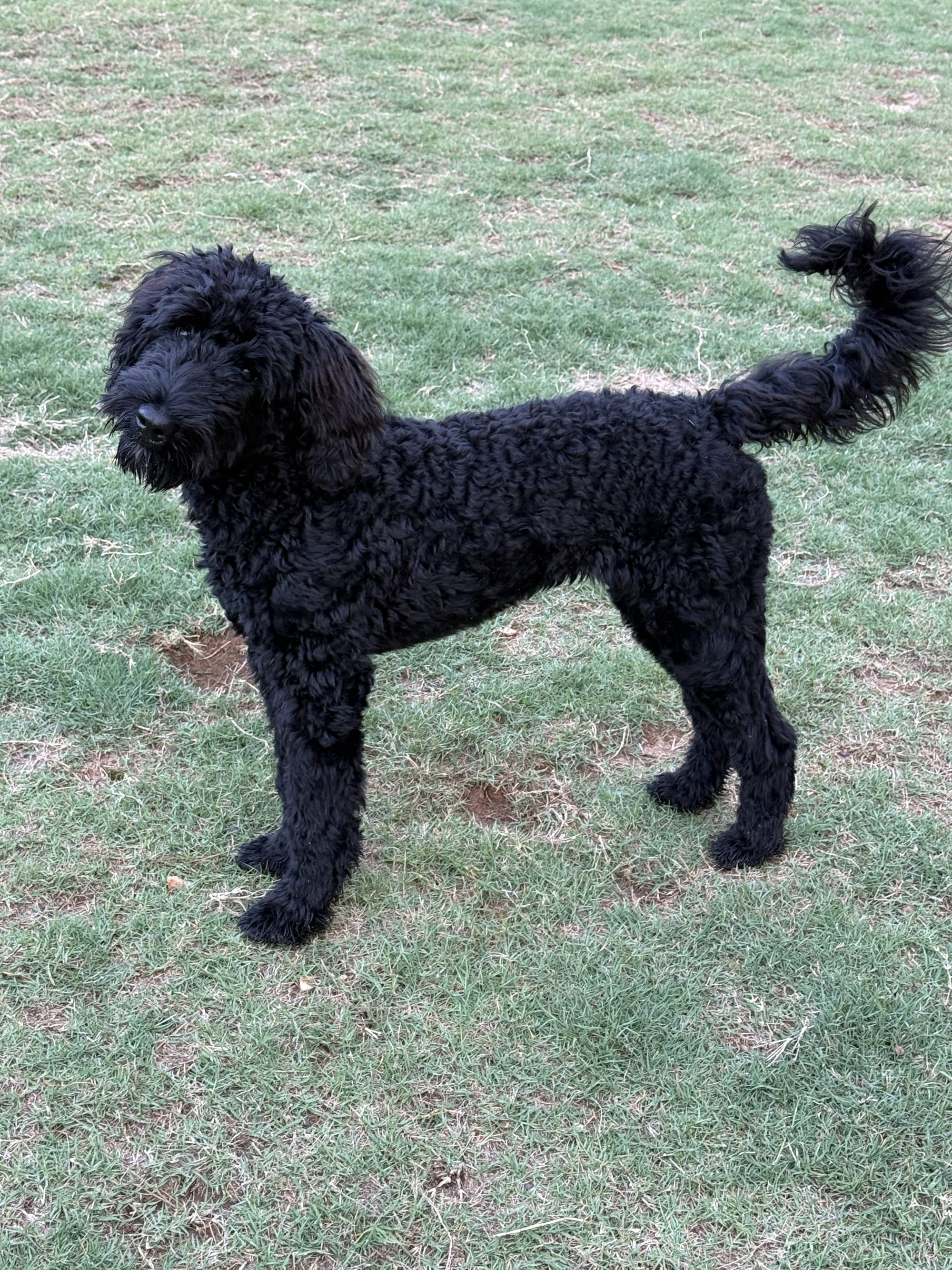 MINI GOLDENDOODLE GUARDIAN HOME OPPORTUNITY