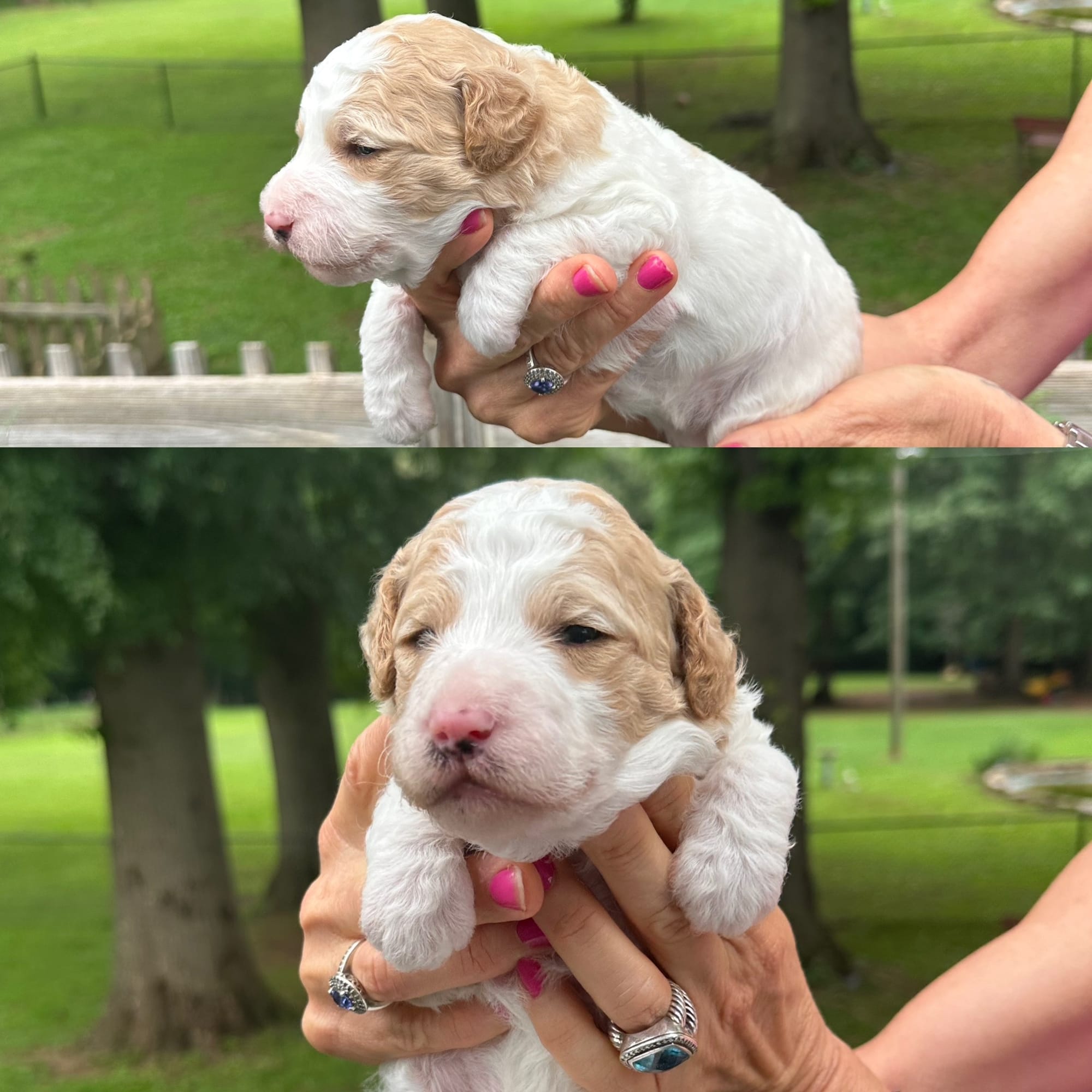 Sophie's FEMALE mini goldendoodle go home July 11, 2026