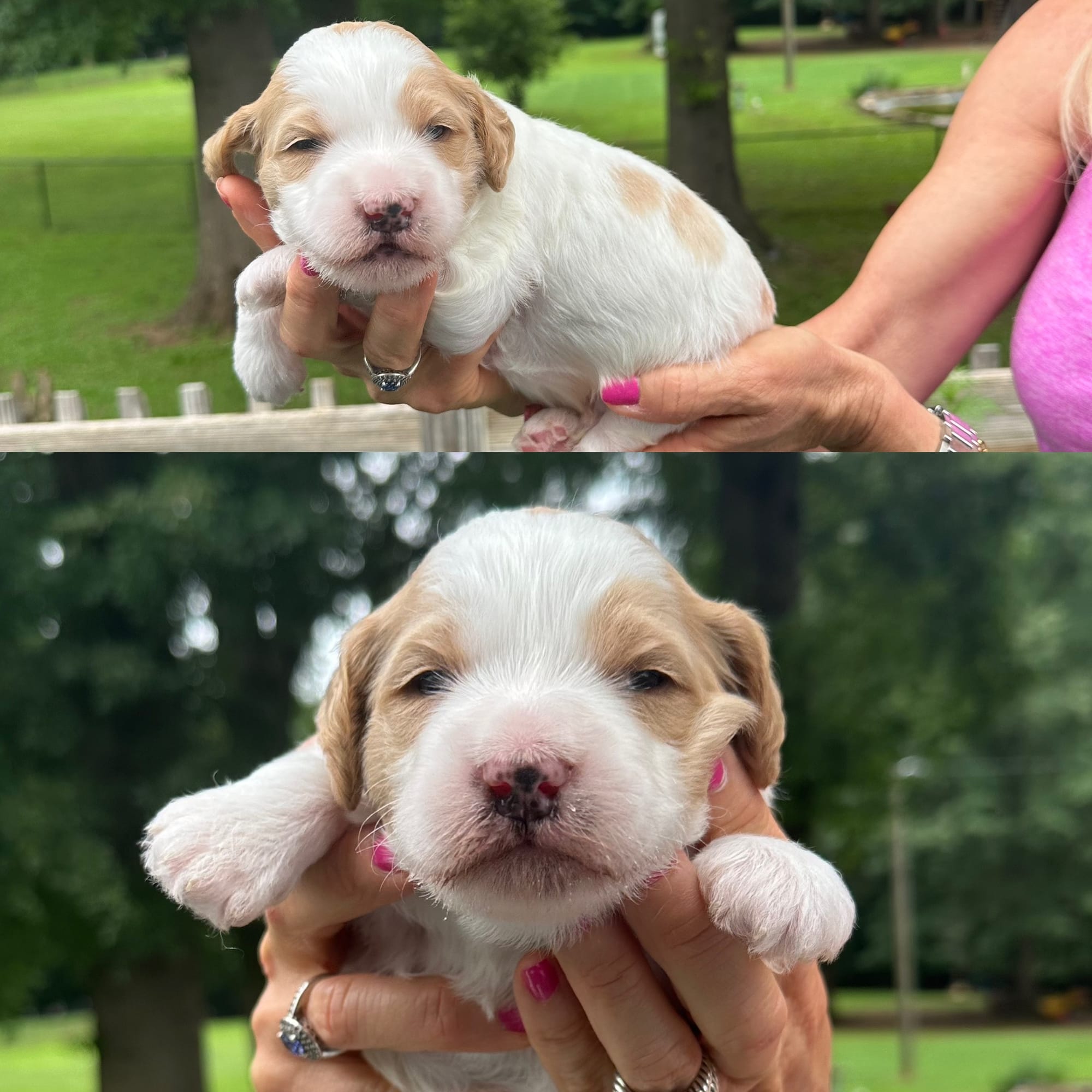 Sophie's MALE 2 mini goldendoodle go home July 11, 2026