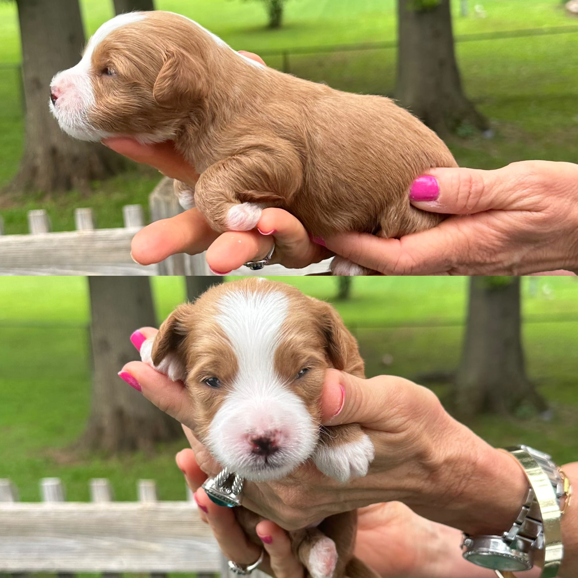 Stella's MALE 1 tuxedo mini goldendoodle go home July 11, 2026