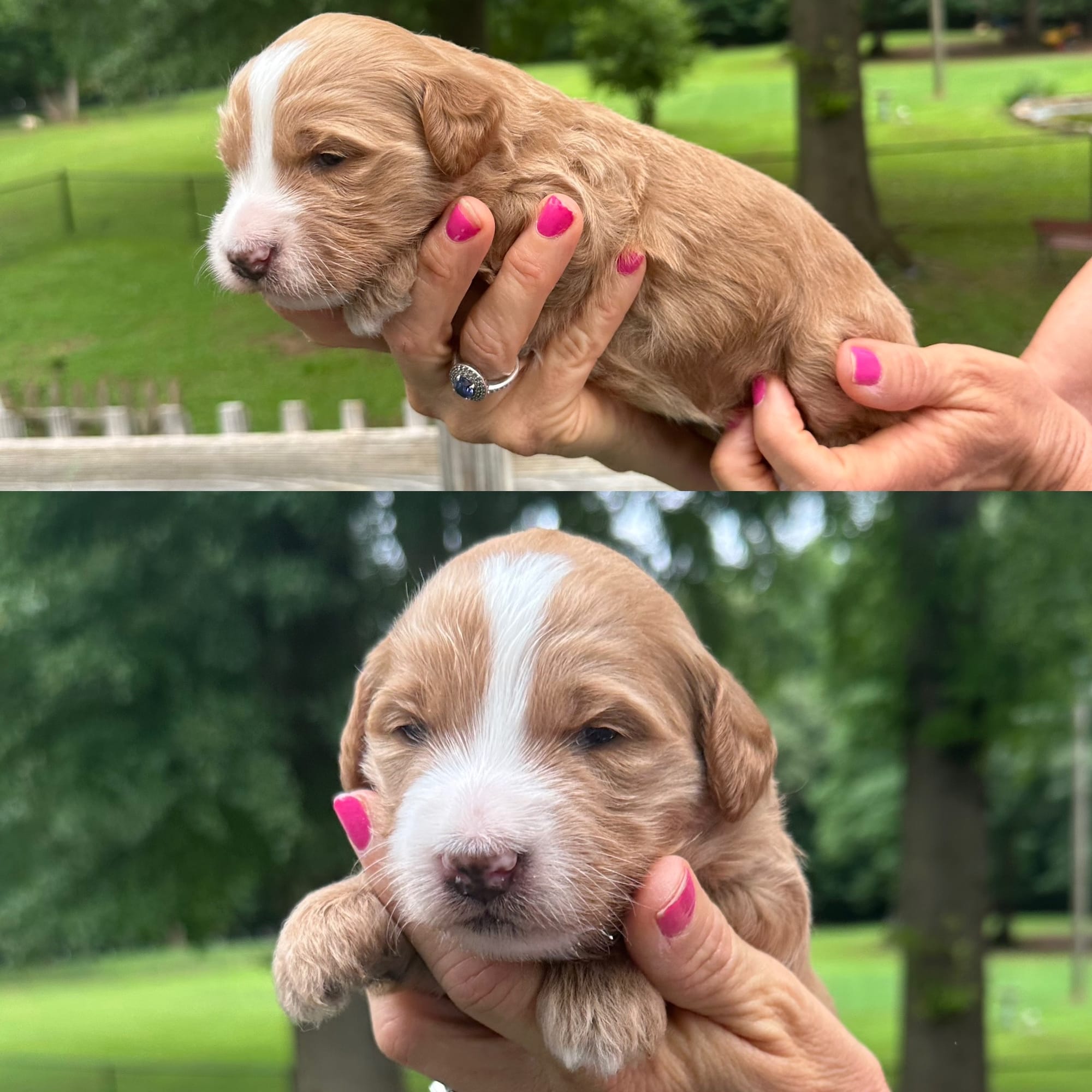 Sophie's FEMALE red mini goldendoodle go home July 11, 2026
