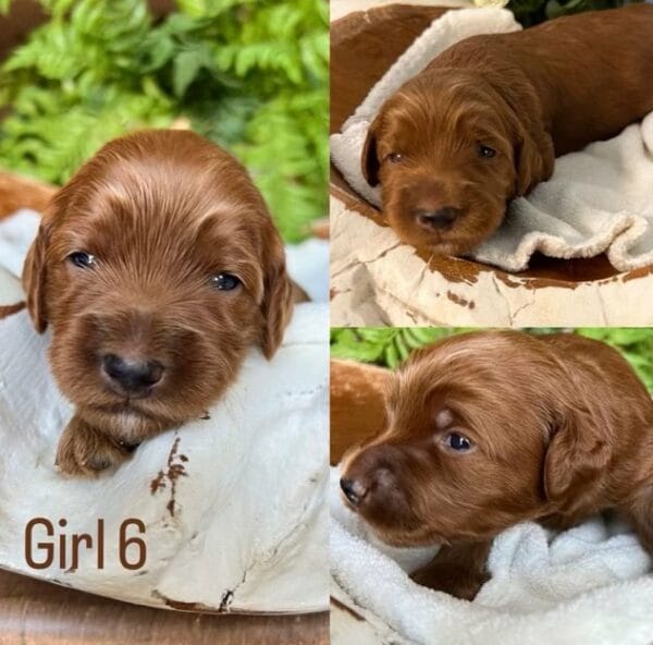 Puppies from August 2022