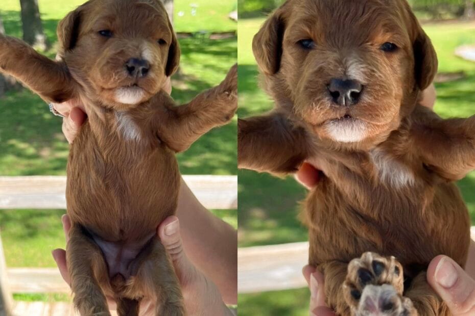 Puppies from September 2022