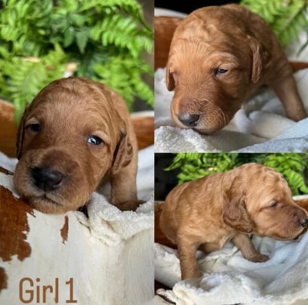 Puppies from August 2022