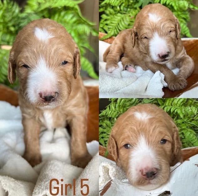Puppies from August 2022