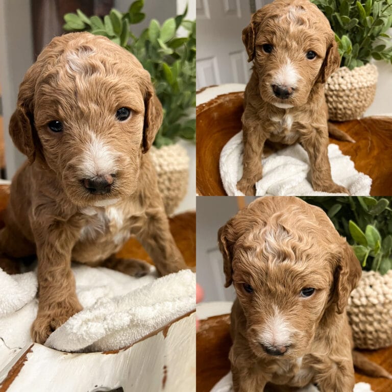 Puppies from August 2022