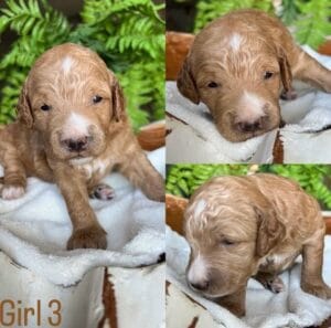 Puppies from August 2022