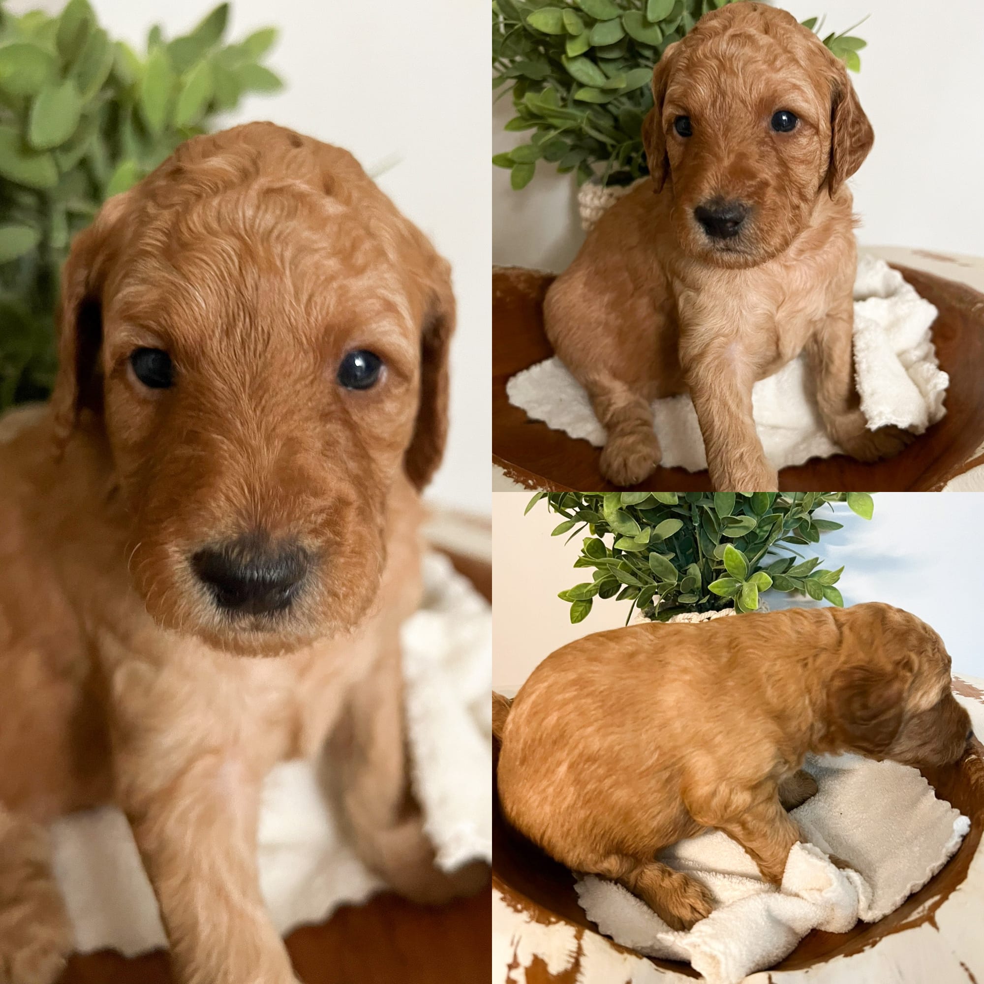 Puppies from August 2022
