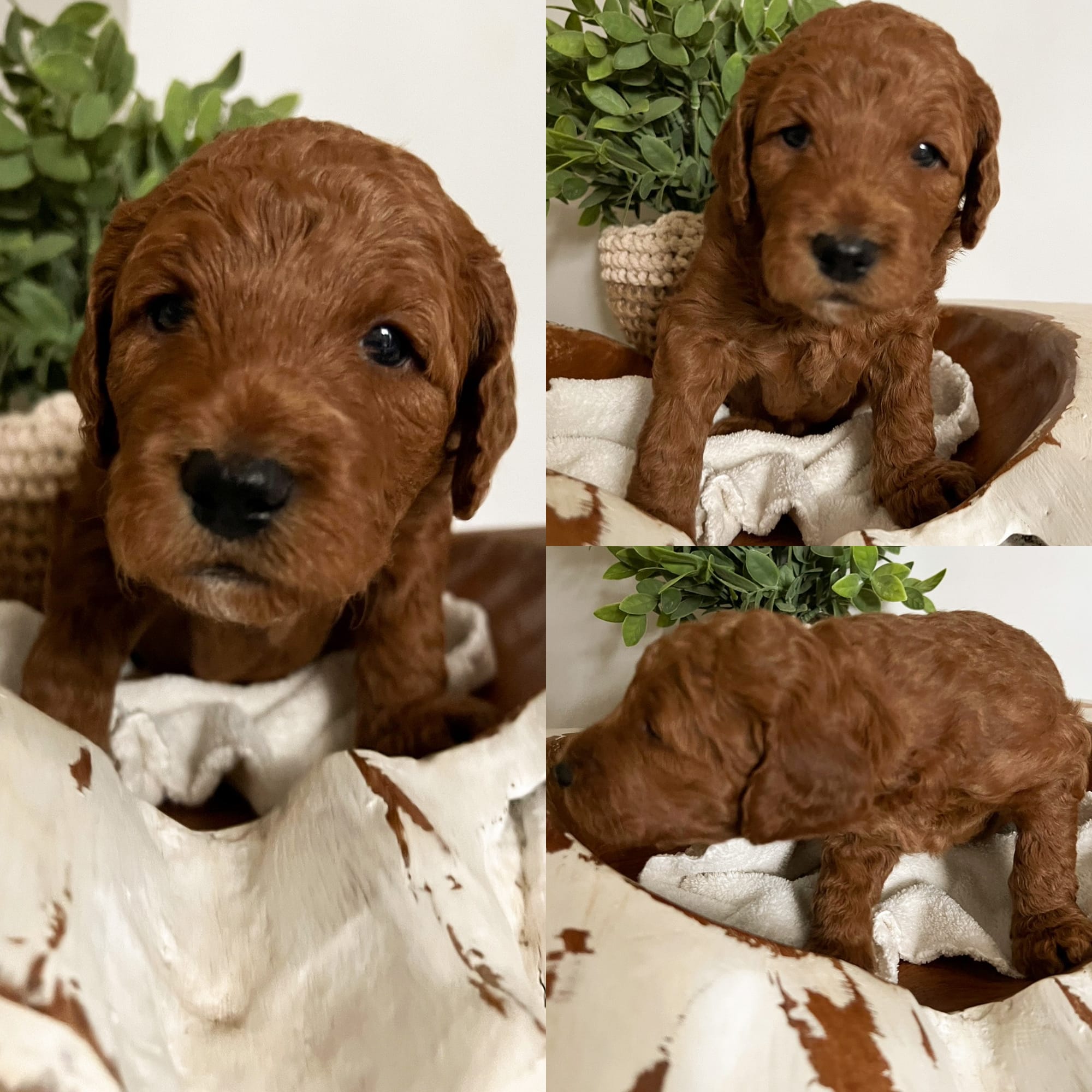 Puppies from August 2022