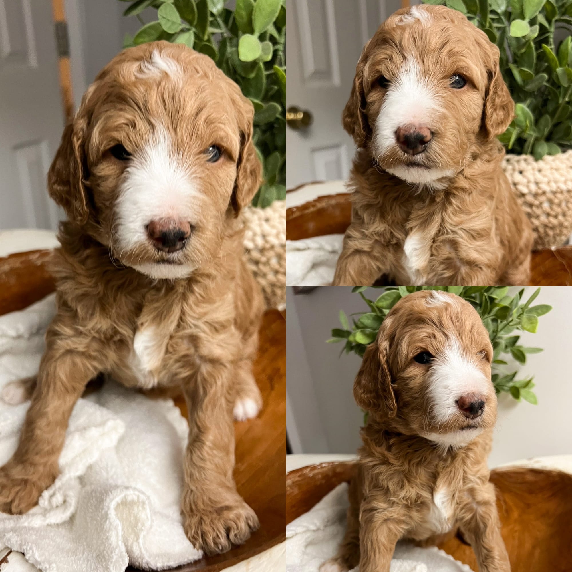 Puppies from August 2022