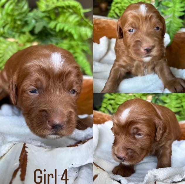 Puppies from August 2022