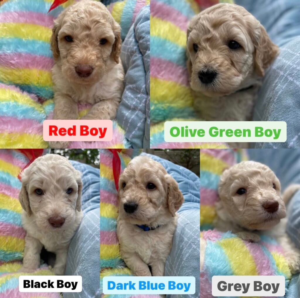 Puppies from May 2022