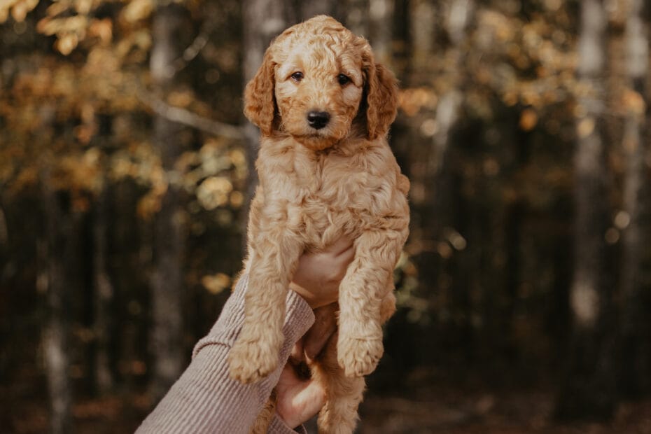 Puppies from November 2022