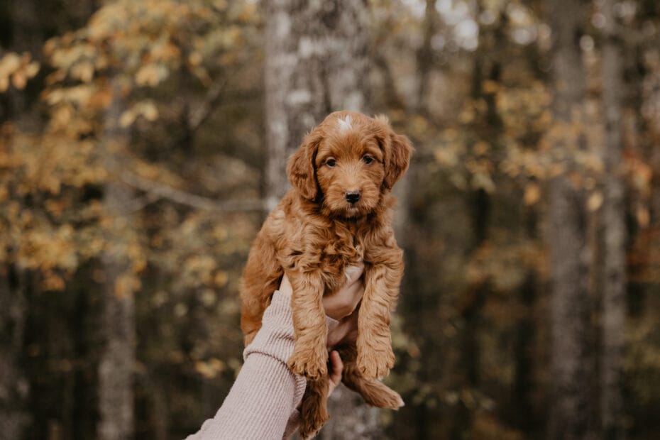 Puppies from November 2022