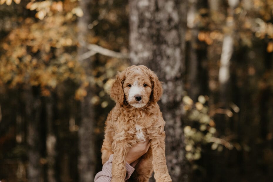 Puppies from November 2022