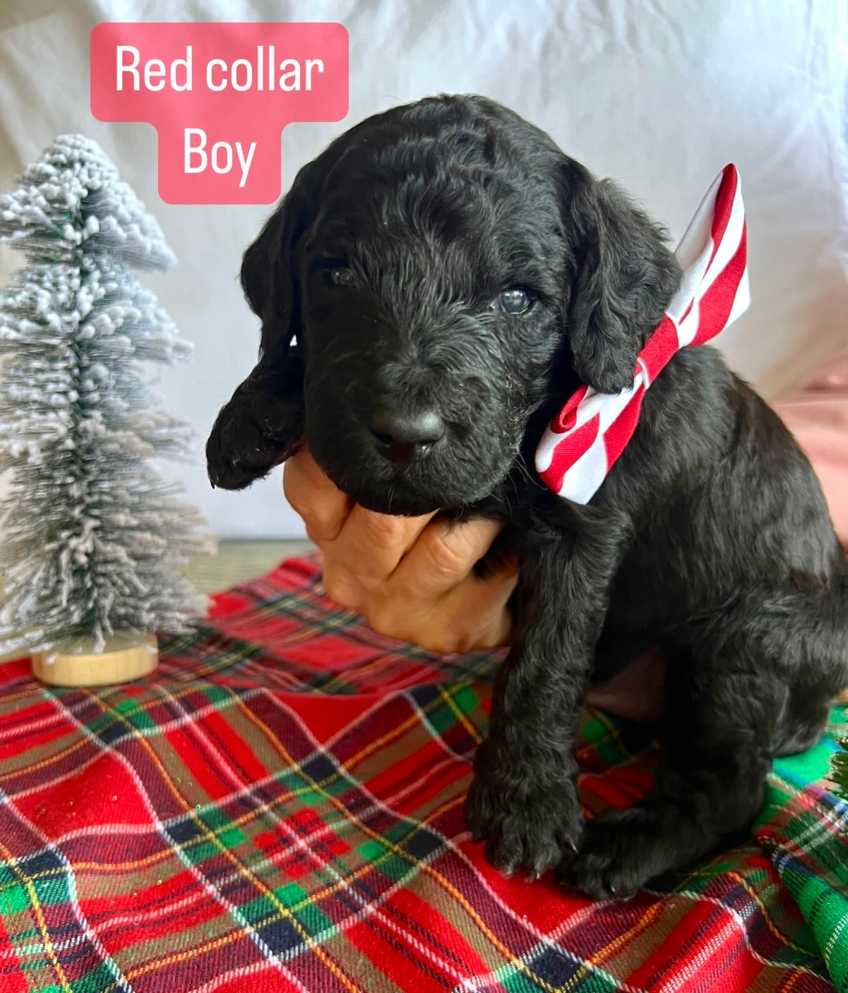 Puppies from December 2022