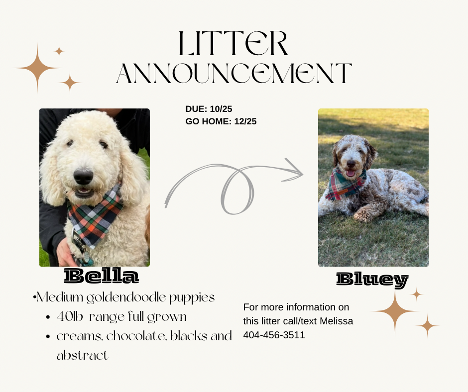 Bella and Blueys medium goldendoodle puppies (go home 12/21/25)