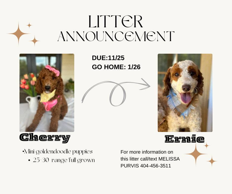 CHERRY'S MINI GOLDENDOODLE PUPPIES (GO HOME JANUARY 10 2026)