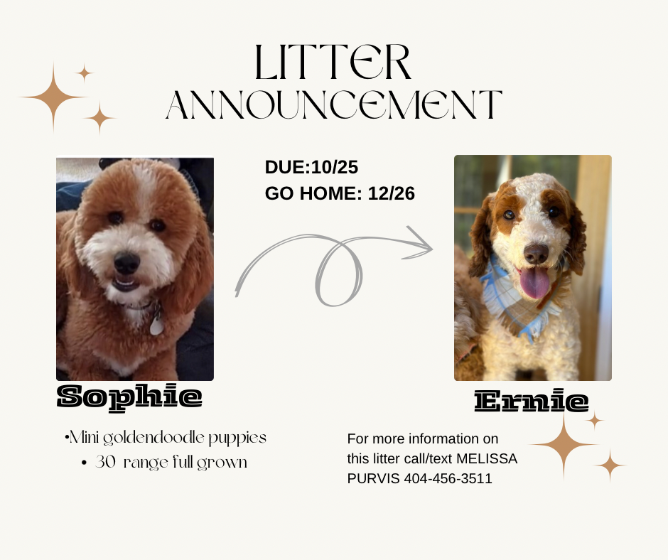 Sophie and Ernie litter December 2025